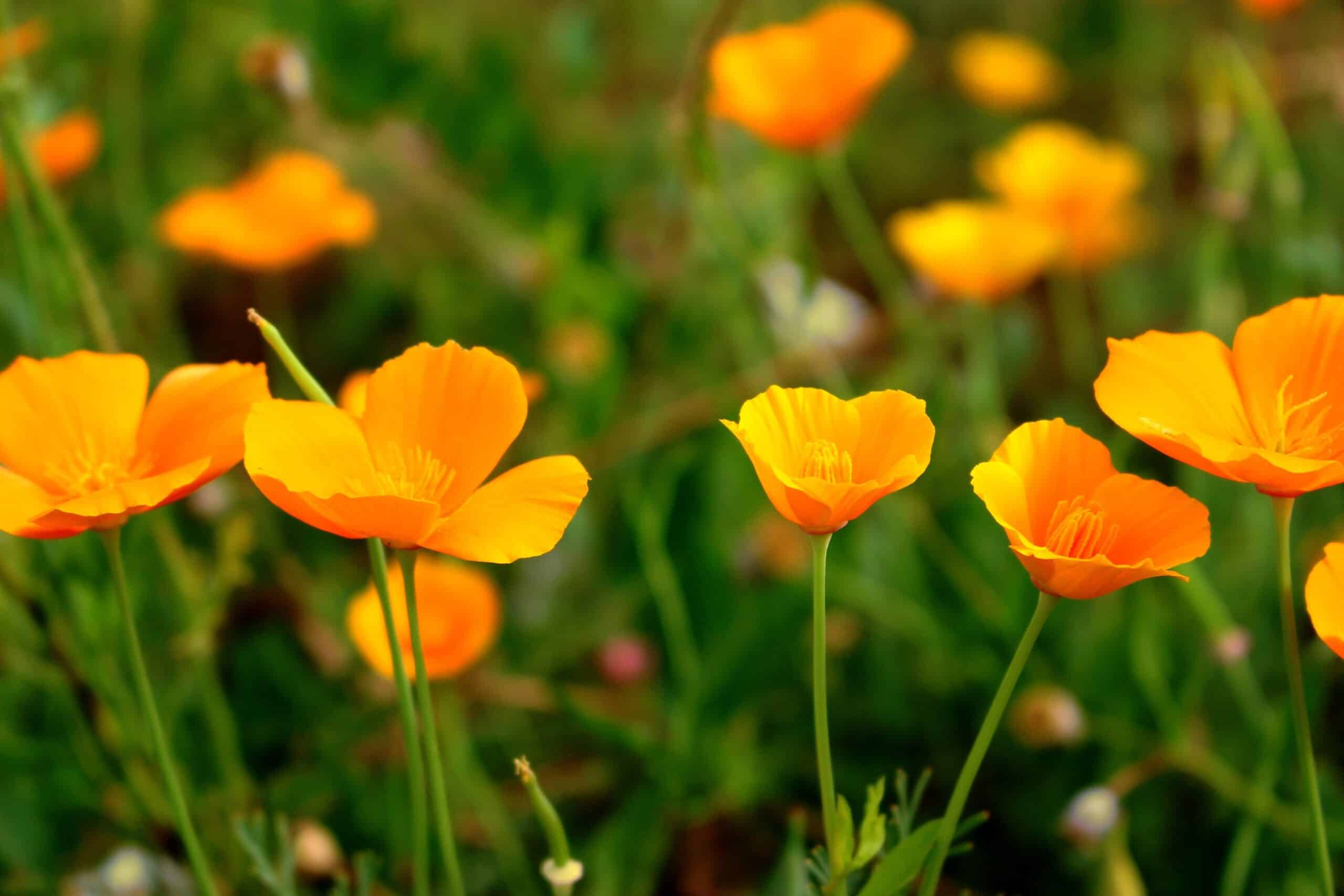 California poppies