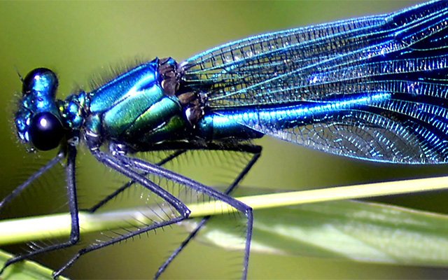 dragonfly represents legacy giving
