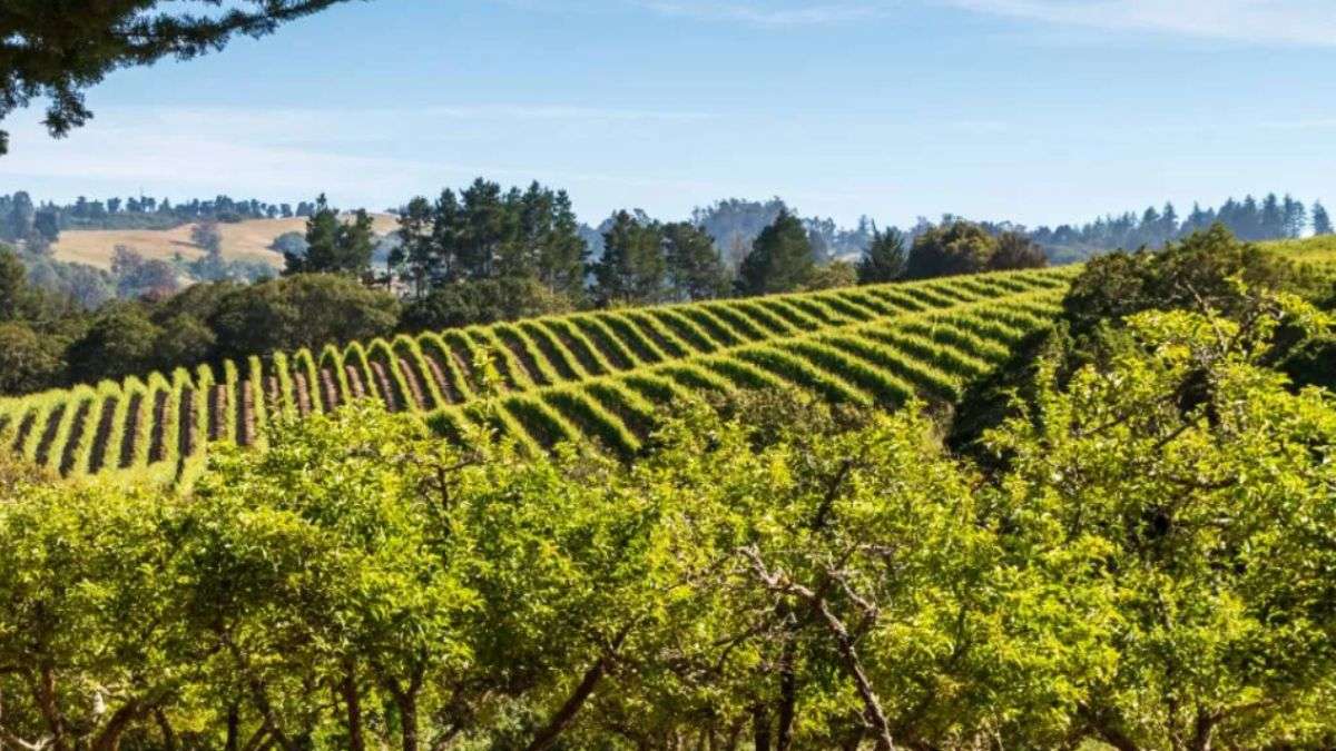 Sebastopol CA aerial view